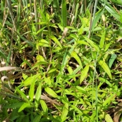 Persicaria prostrata (Creeping Knotweed) at Molonglo River Reserve - 26 Dec 2023 by trevorpreston