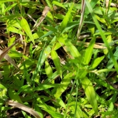 Persicaria prostrata at Molonglo River Reserve - 27 Dec 2023