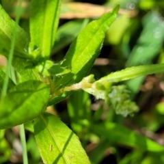 Persicaria prostrata at Molonglo River Reserve - 27 Dec 2023 10:56 AM