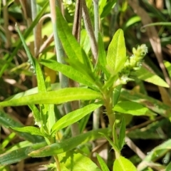 Persicaria prostrata at Molonglo River Reserve - 27 Dec 2023 10:56 AM