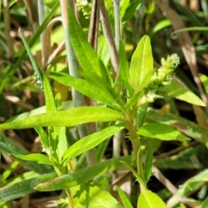 Persicaria prostrata at Molonglo River Reserve - 27 Dec 2023