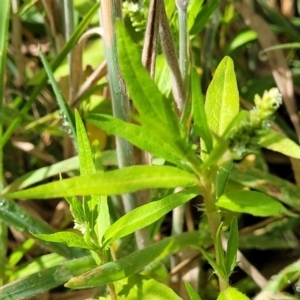 Persicaria prostrata at Molonglo River Reserve - 27 Dec 2023 10:56 AM