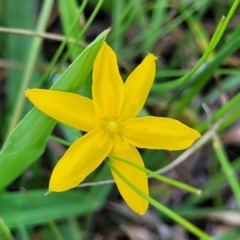 Hypoxis hygrometrica var. villosisepala (Golden Weather-grass) at Molonglo River Reserve - 26 Dec 2023 by trevorpreston