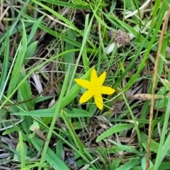 Hypoxis hygrometrica var. villosisepala at Kama - 27 Dec 2023