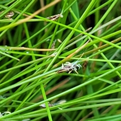 Eleocharis pusilla (Small Spike-rush) at Whitlam, ACT - 26 Dec 2023 by trevorpreston