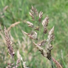 Holcus lanatus (Yorkshire Fog) at Whitlam, ACT - 26 Dec 2023 by trevorpreston