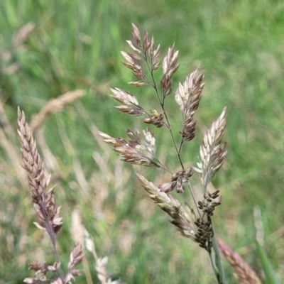 Holcus lanatus (Yorkshire Fog) at Molonglo River Reserve - 26 Dec 2023 by trevorpreston