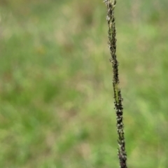 Sporobolus creber (Slender Rat's Tail Grass) at Molonglo River Reserve - 27 Dec 2023 by trevorpreston