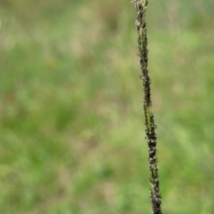 Sporobolus creber at Molonglo River Reserve - 27 Dec 2023