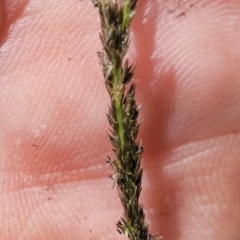 Sporobolus creber at Molonglo River Reserve - 27 Dec 2023