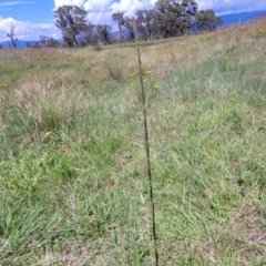 Sporobolus creber at Molonglo River Reserve - 27 Dec 2023