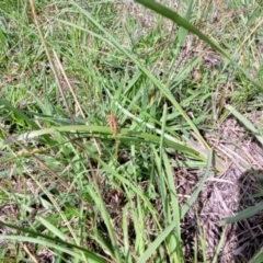 Sporobolus creber at Molonglo River Reserve - 27 Dec 2023