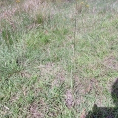 Sporobolus creber at Molonglo River Reserve - 27 Dec 2023