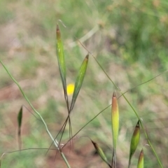 Avena barbata (Bearded Oat) at Molonglo River Reserve - 27 Dec 2023 by trevorpreston