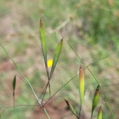 Avena barbata (Bearded Oat) at Molonglo River Reserve - 26 Dec 2023 by trevorpreston