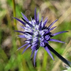 Eryngium ovinum (Blue Devil) at Whitlam, ACT - 26 Dec 2023 by trevorpreston