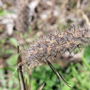 Trifolium angustifolium at Kama - 27 Dec 2023