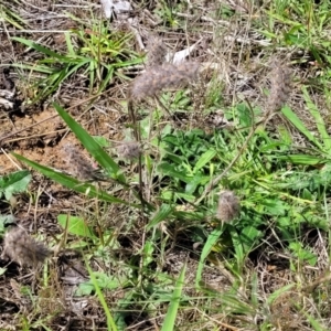 Trifolium angustifolium at Kama - 27 Dec 2023