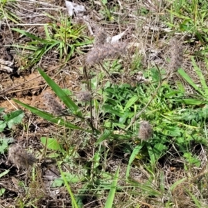 Trifolium angustifolium at Kama - 27 Dec 2023 10:43 AM