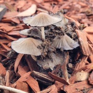 Coprinellus etc. at Mitchell, ACT - 27 Dec 2023 09:23 AM