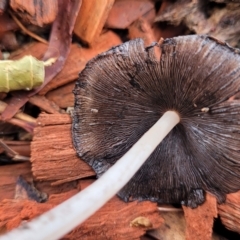 Coprinellus etc. at Mitchell, ACT - 27 Dec 2023 09:23 AM