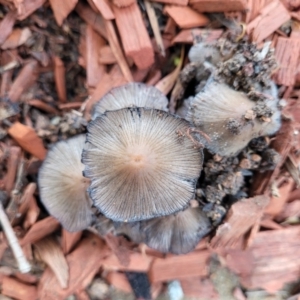 Coprinellus etc. at Mitchell, ACT - 27 Dec 2023 09:23 AM