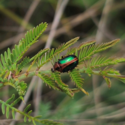 Calomela bartoni (Acacia Leaf Beetle) at Captains Flat, NSW - 27 Dec 2023 by Csteele4