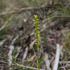 Microtis parviflora (Slender Onion Orchid) at Captains Flat, NSW - 27 Dec 2023 by Csteele4
