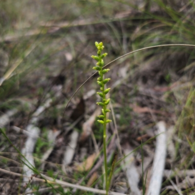 Microtis parviflora (Slender Onion Orchid) at Captains Flat, NSW - 27 Dec 2023 by Csteele4