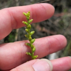 Microtis parviflora at QPRC LGA - suppressed