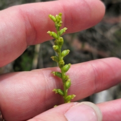 Microtis parviflora at QPRC LGA - suppressed