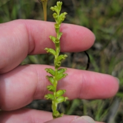 Microtis parviflora at QPRC LGA - 27 Dec 2023