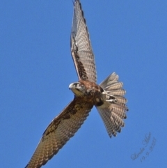 Falco berigora (Brown Falcon) at Run-O-Waters, NSW - 19 Sep 2023 by LindaMace