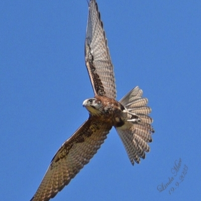 Falco berigora (Brown Falcon) at Run-O-Waters, NSW - 19 Sep 2023 by LindaMace