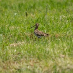 Gallinago hardwickii (Latham's Snipe) at Eden, NSW - 26 Dec 2023 by trevsci