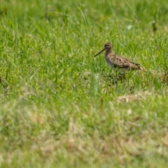 Gallinago hardwickii at Eden, NSW - 26 Dec 2023 11:20 AM