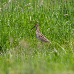 Gallinago hardwickii at Eden, NSW - 26 Dec 2023