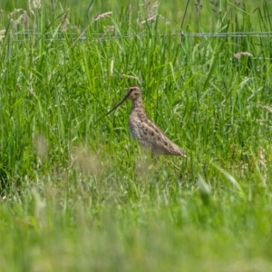 Gallinago hardwickii at Eden, NSW - 26 Dec 2023 11:20 AM