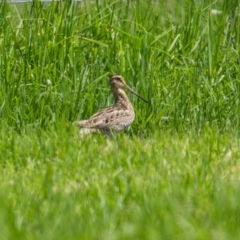 Gallinago hardwickii at Eden, NSW - 26 Dec 2023 11:20 AM