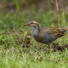 Gallirallus philippensis (Buff-banded Rail) at Eden, NSW - 26 Dec 2023 by trevsci