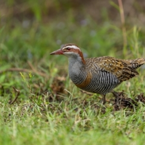 Gallirallus philippensis at Eden, NSW - 26 Dec 2023