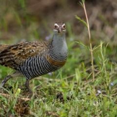 Gallirallus philippensis at Eden, NSW - 26 Dec 2023