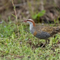 Gallirallus philippensis at Eden, NSW - 26 Dec 2023 12:03 PM