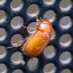 Heteronyx sp. (genus) (Scarab beetle) at Turner, ACT - 11 Dec 2023 by ConBoekel