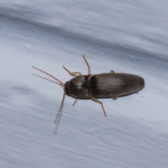 Elateridae (family) (Unidentified click beetle) at Turner, ACT - 11 Dec 2023 by ConBoekel