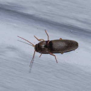 Elateridae sp. (family) at Turner, ACT - 11 Dec 2023