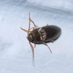 Elateridae sp. (family) at Turner, ACT - 11 Dec 2023 09:09 PM