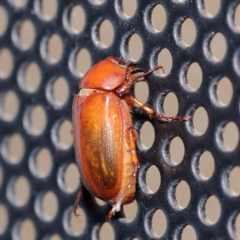 Heteronyx sp. (genus) (Scarab beetle) at Turner, ACT - 11 Dec 2023 by ConBoekel