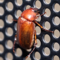 Heteronyx sp. (genus) at Turner, ACT - 11 Dec 2023