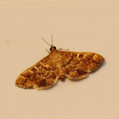 Nacoleia rhoeoalis (Spilomelinae) at Turner, ACT - 11 Dec 2023 by ConBoekel